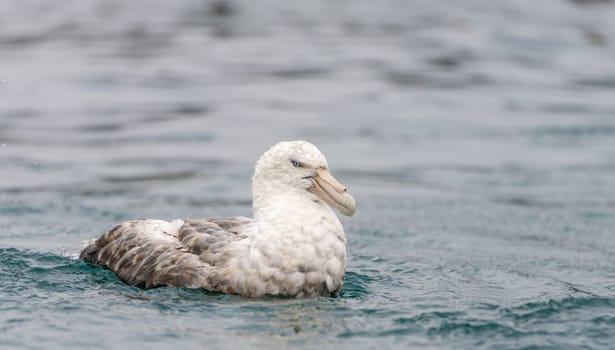 Northern Giant Petrel (Macronectes halli) swimming at sea
