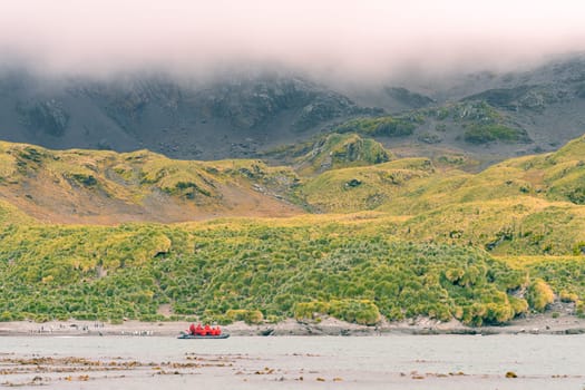 Widescreen panoramic view of South Georgia, a dreamlike island where king penguins and elephant seals say goodnight to each other