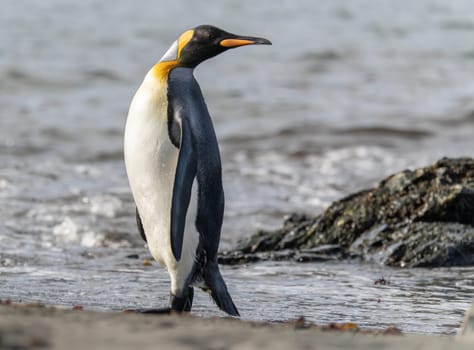 individual king penguins (APTENODYTES PATAGONICUS) on South Georgia comes out of the sea onto the beach
