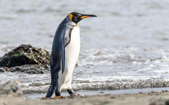 individual king penguins (APTENODYTES PATAGONICUS) on South Georgia comes out of the sea onto the beach