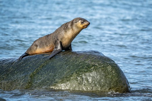 beautiful Young Antarctic fur seal (Arctocephalus gazella) in South Georgia in its natural environment