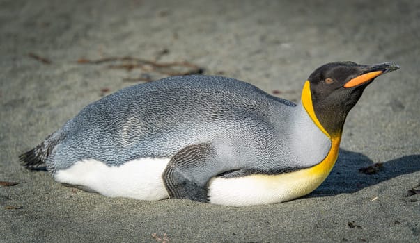 single king penguin (APTENODYTES PATAGONICUS) lies sleeping or resting on the beach of South Georgia