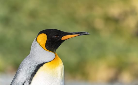 Lateral close-up of the head of a king penguin against a green background
