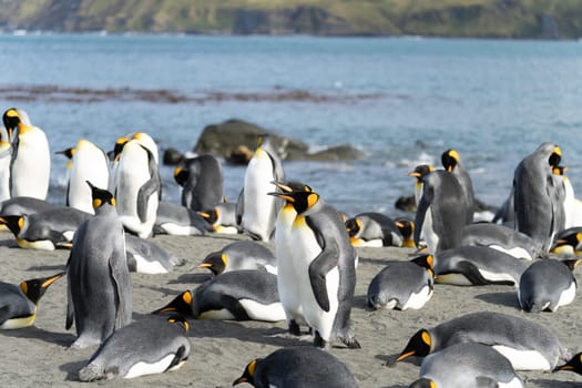Group of King Penguins (APTENODYTES PATAGONICUS) on South Georgia