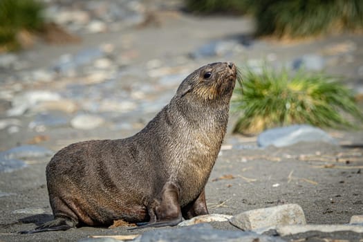 beautiful Young Antarctic fur seal (Arctocephalus gazella) in South Georgia in its natural environment