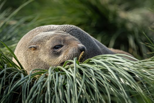 beautiful Young Antarctic fur seal (Arctocephalus gazella) in South Georgia in its natural environment