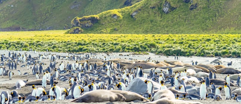 King Penguin Colony Gold Harbour - Thousands of king penguins, hundreds of gentoo penguins and plenty of elephant seals share this scenic bay on South Georgia with the hanging ice cliffs of the Bertrab Glacier in the background