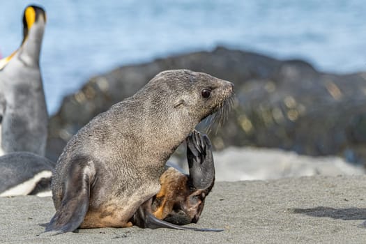 beautiful Young Antarctic fur seal (Arctocephalus gazella) in South Georgia in its natural environment