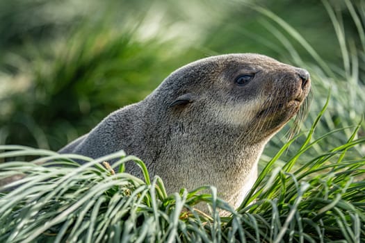 beautiful Young Antarctic fur seal (Arctocephalus gazella) in South Georgia in its natural environment