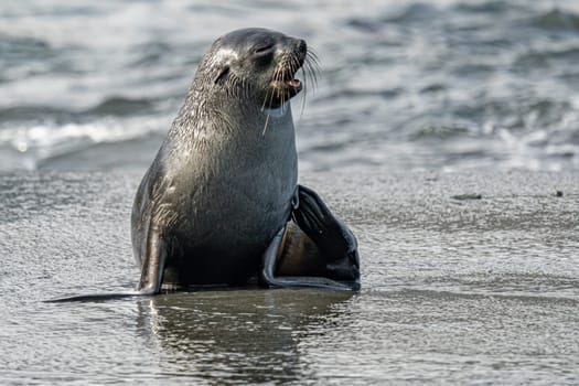 beautiful Young Antarctic fur seal (Arctocephalus gazella) in South Georgia in its natural environment