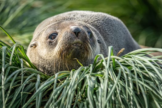 beautiful Young Antarctic fur seal (Arctocephalus gazella) in South Georgia in its natural environment