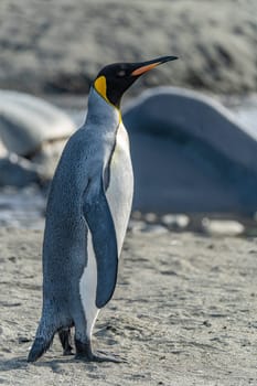 individual king penguins (APTENODYTES PATAGONICUS) on South Georgia comes out of the sea onto the beach
