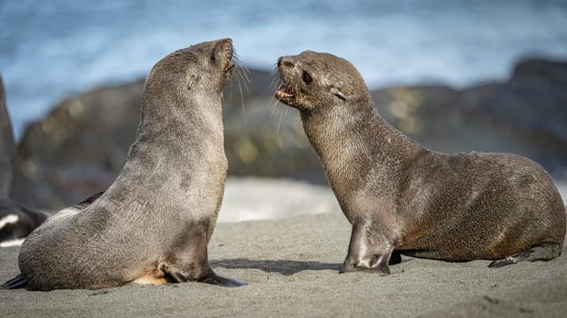 beautiful Young Antarctic fur seal (Arctocephalus gazella) in South Georgia in its natural environment