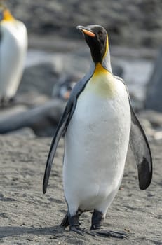 individual king penguins (APTENODYTES PATAGONICUS) on South Georgia comes out of the sea onto the beach