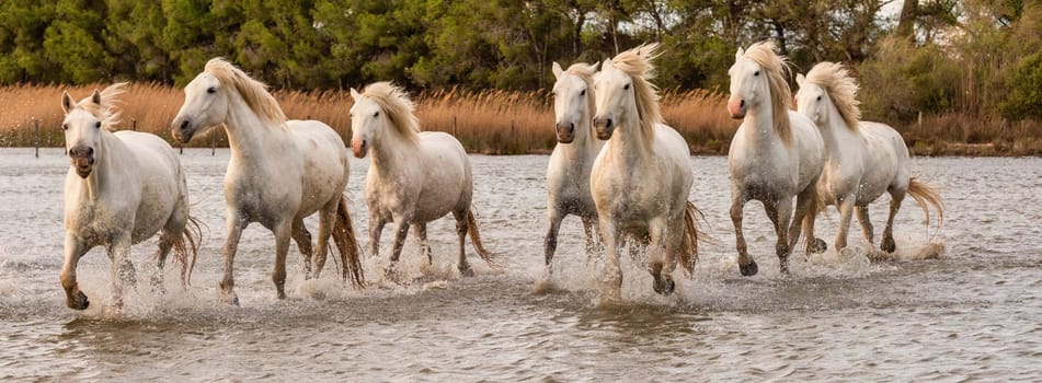 White horses are galoping in the water  all over the sea in Camargue, France.
