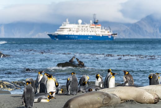 blue Expedition ship off the coast of South Georgia in Gold Harbour with king penguins in the foreground
