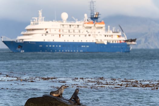 blue Expedition ship off the coast of South Georgia in Gold Harbour with king penguins in the foreground