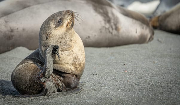 beautiful Young Antarctic fur seal (Arctocephalus gazella) in South Georgia in its natural environment