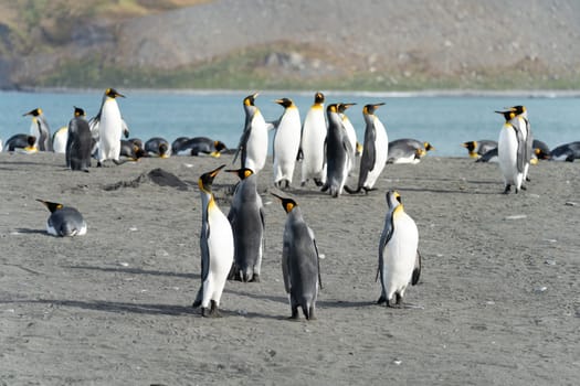 Group of King Penguins (APTENODYTES PATAGONICUS) on South Georgia