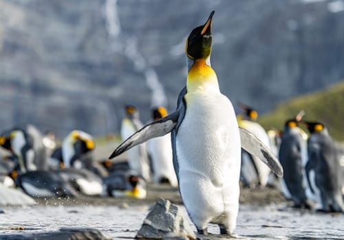 Group of King Penguins (APTENODYTES PATAGONICUS) on South Georgia