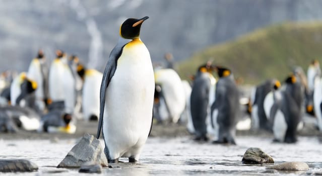 Group of King Penguins (APTENODYTES PATAGONICUS) on South Georgia