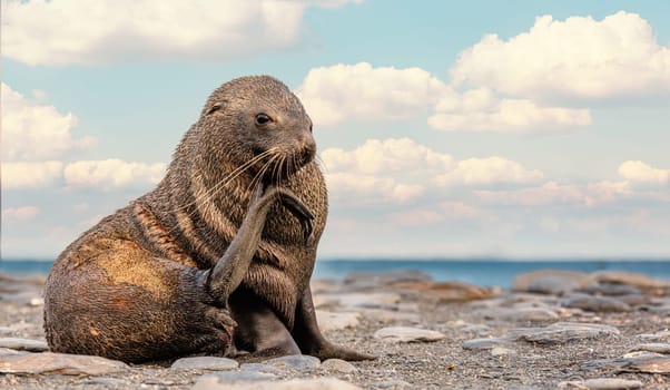 beautiful Young Antarctic fur seal (Arctocephalus gazella) in South Georgia in its natural environment