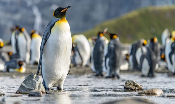 Group of King Penguins (APTENODYTES PATAGONICUS) on South Georgia
