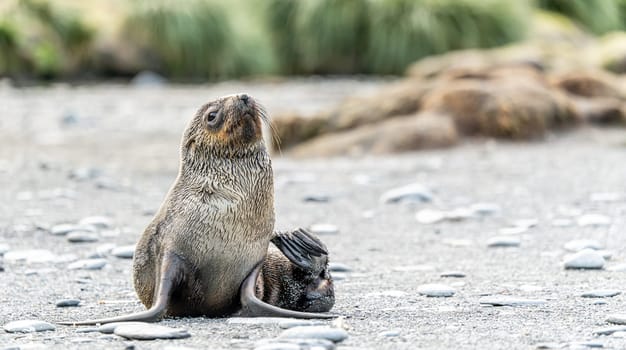 beautiful Young Antarctic fur seal (Arctocephalus gazella) in South Georgia in its natural environment