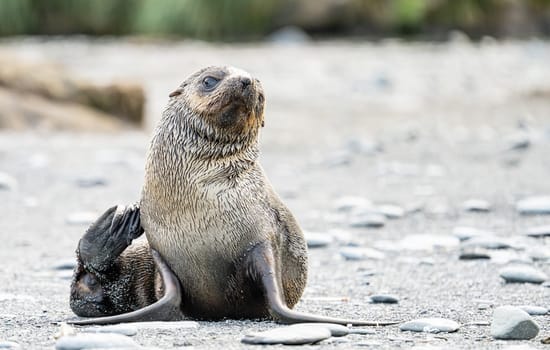 beautiful Young Antarctic fur seal (Arctocephalus gazella) in South Georgia in its natural environment
