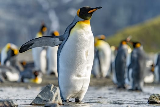 first flight attempts of a king penguin - (APTENODYTES PATAGONICUS) king penguin colony-Gold Harbour - scenic bay on South Georgia