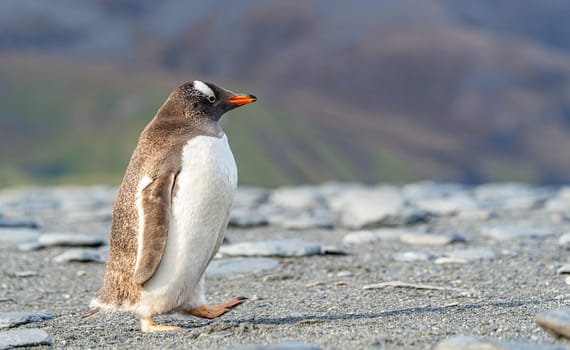 Portrait of a Gentoo Penguin (Pygoscelis papua) on South Georgia