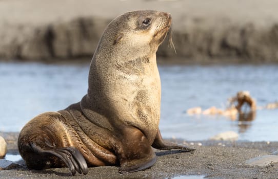 beautiful Young Antarctic fur seal (Arctocephalus gazella) in South Georgia in its natural environment