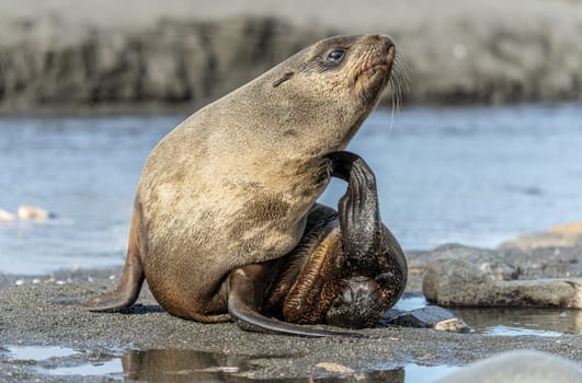 beautiful Young Antarctic fur seal (Arctocephalus gazella) in South Georgia in its natural environment