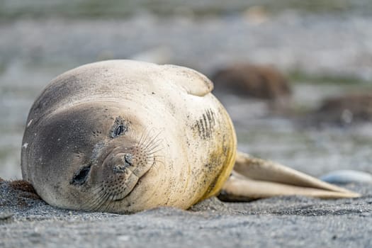 South Georgia - Where King Penguins and Elephant Seals Say Goodnight to Each Other - The mammals lie in the sand on the beach with king penguins in South Georgia.