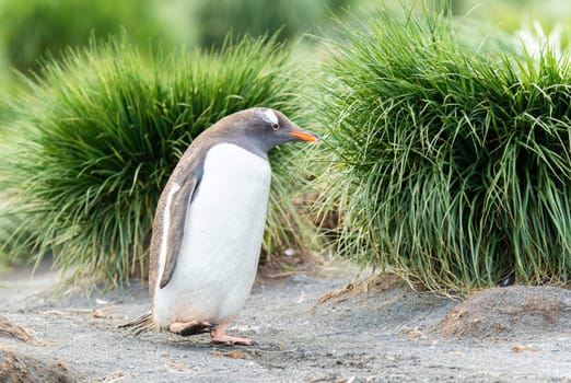 Gentoo penguins (Pygoscelis papua) in front of green tussock grass on South Georgia
