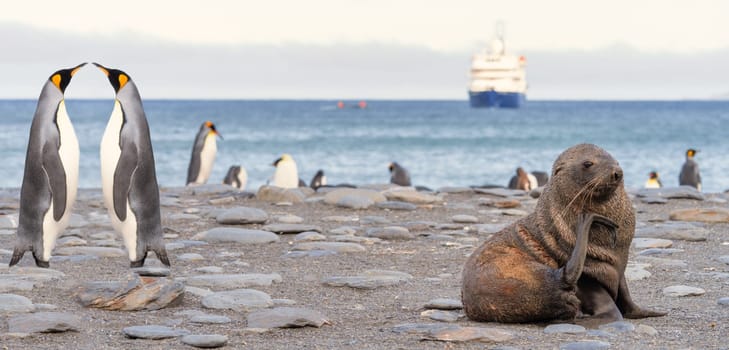 beautiful Young Antarctic fur seal (Arctocephalus gazella) in South Georgia in its natural environment