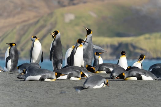 Group of King Penguins (APTENODYTES PATAGONICUS) on South Georgia