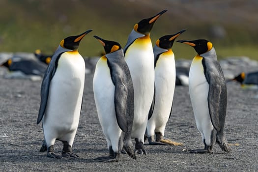 Group of 5 king penguins (APTENODYTES PATAGONICUS) on South Georgia standing close together