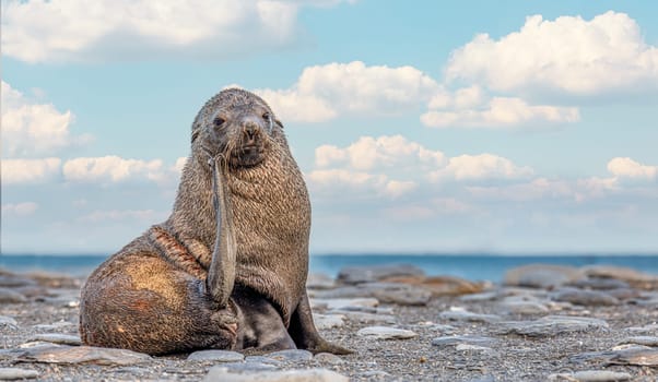 beautiful Young Antarctic fur seal (Arctocephalus gazella) in South Georgia in its natural environment