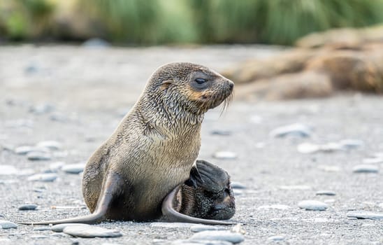 beautiful Young Antarctic fur seal (Arctocephalus gazella) in South Georgia in its natural environment
