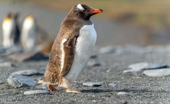 Portrait of a Gentoo Penguin (Pygoscelis papua) on South Georgia