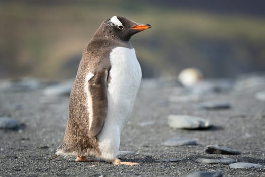Portrait of a Gentoo Penguin (Pygoscelis papua) on South Georgia