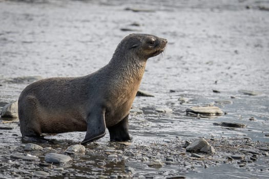 beautiful Young Antarctic fur seal (Arctocephalus gazella) in South Georgia in its natural environment