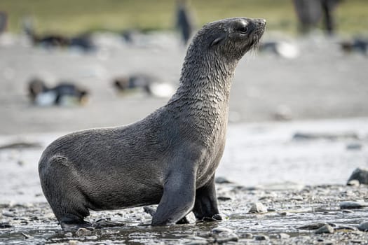 beautiful Young Antarctic fur seal (Arctocephalus gazella) in South Georgia in its natural environment