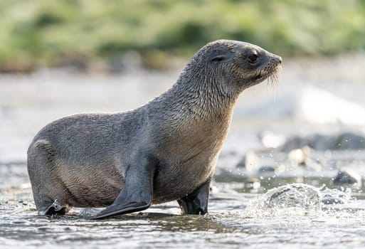 beautiful Young Antarctic fur seal (Arctocephalus gazella) in South Georgia in its natural environment