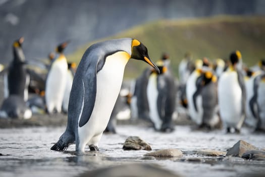 Group of King Penguins (APTENODYTES PATAGONICUS) on South Georgia
