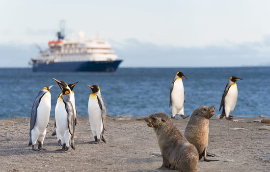 blue Expedition ship off the coast of South Georgia in Gold Harbour with king penguins in the foreground