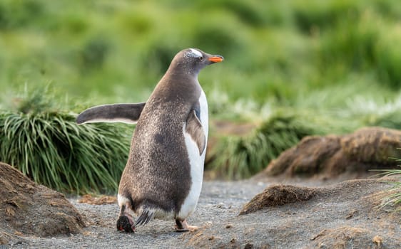 Gentoo penguins (Pygoscelis papua) in front of green tussock grass on South Georgia