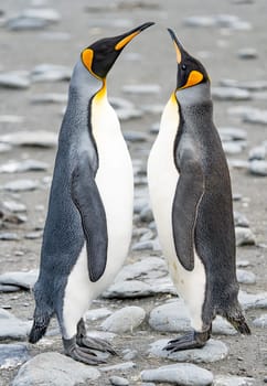 Close-up - 2 king penguins on South Georgia stretch their beaks upwards facing each other