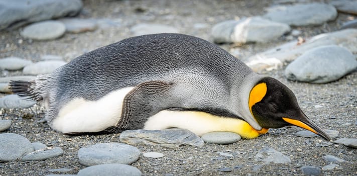 single king penguin (APTENODYTES PATAGONICUS) lies sleeping or resting on the beach of South Georgia